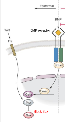 <p>BMP binds its receptor and activates SMAD signalling pathway, while Wnt binds to its receptor Frizzled (Frz) and their signalling cooperates with BMP pathway. GATA &amp; MSX are TF that activate epidermal specific genes reinforcing skin fate. SMAD, GATA and MSX activate epidermal genes and inhibit neural SOX (TF needed for neural development) activity, directing ectoderm towards epidermis</p><p>BMP + Wnt → BMP receptor + Frizzled → SMAD activation → GATA &amp; MSX activate epidermal genes + SOX inhibited → Epidermis (skin)</p>