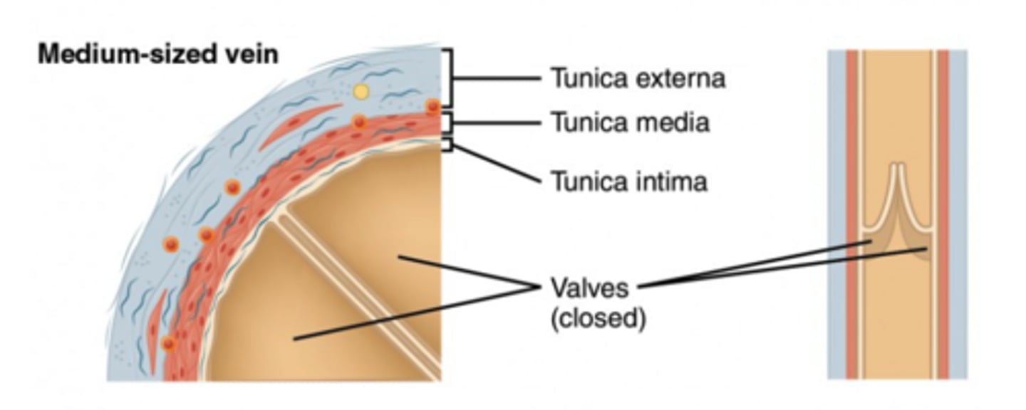 <p>valves</p><p>(Note: because the</p><p>pressure is so low,</p><p>valves in the central</p><p>veins are necessary.</p><p>Otherwise, blood would</p><p>collect in the extremities)</p>