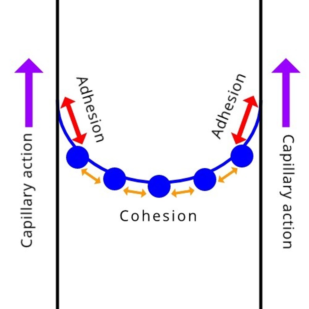 <p>adhesive forces, cohesive forces</p><p>-The wall of the container just above the water surface attracts water molecules upwards through the force of adhesion</p><p>In capillary action, adhesion > cohesion</p><p>https://www.khanacademy.org/science/biology/water-acids-and-bases/cohesion-and-adhesion/v/capillary-action-and-why-we-see-a-meniscus</p>