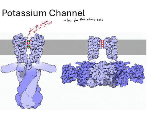 <ul><li><p>uses channels</p></li><li><p>K+ enters hydrophobic pore and passes through membrane protein down concentration gradient</p></li><li><p>gated protein</p></li></ul><p></p>
