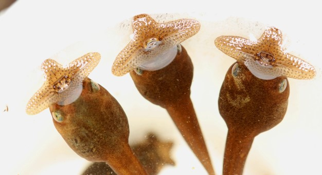 <p><span>These tadpoles have been recently discovered in Vietnam. What feeding strategy would you expect this tadpole to have? </span></p>
