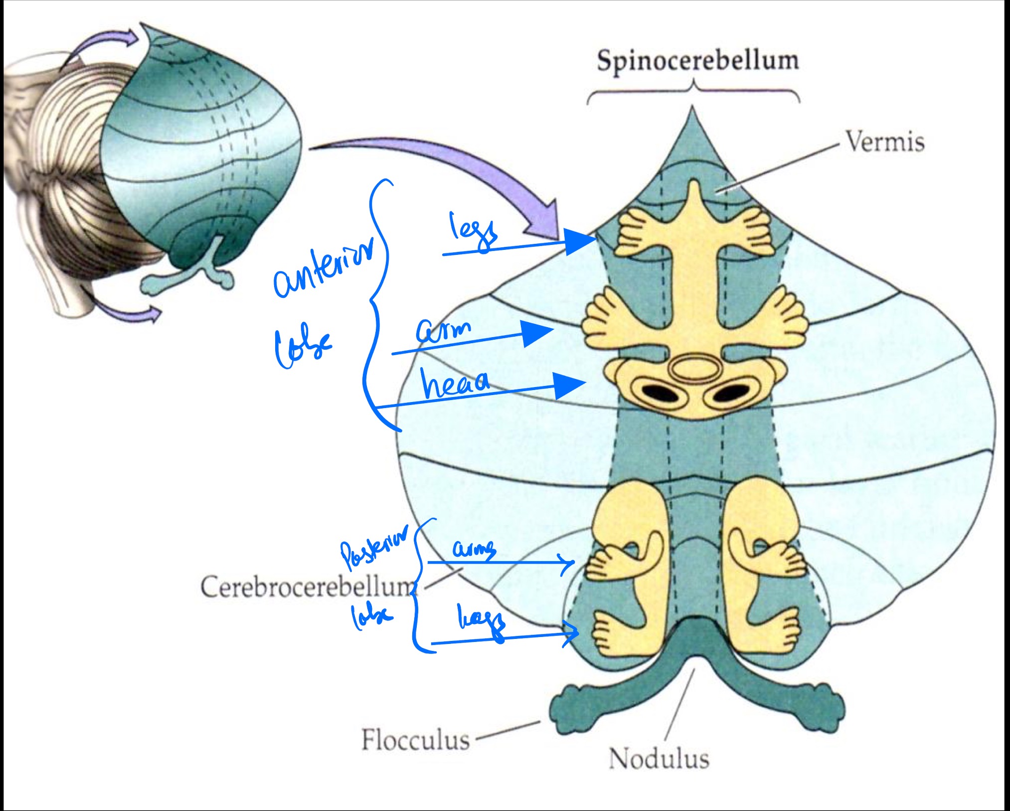 <p>Trunk and neck region of muscles are along the vermis</p><p>Distal limbs (feet + arms) are along intermediate zone </p>