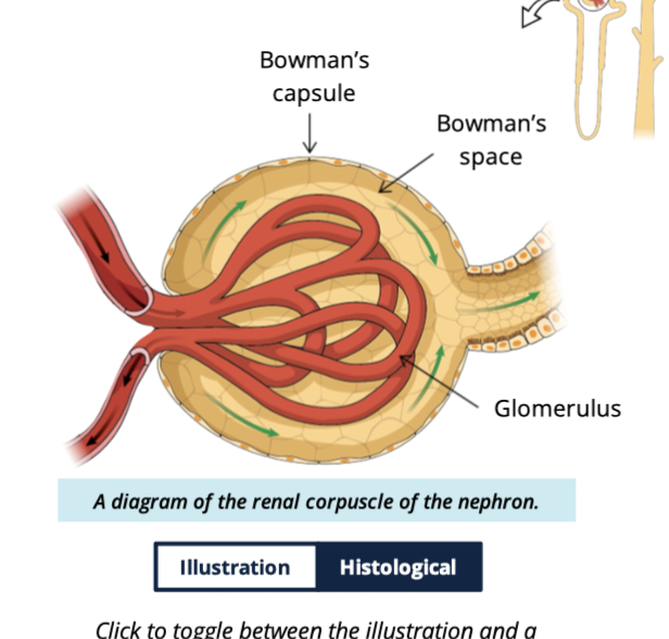 <ul><li><p>Glomerulus capsule </p></li><li><p>glomerular (Bowmans) capsule </p></li></ul><p></p>