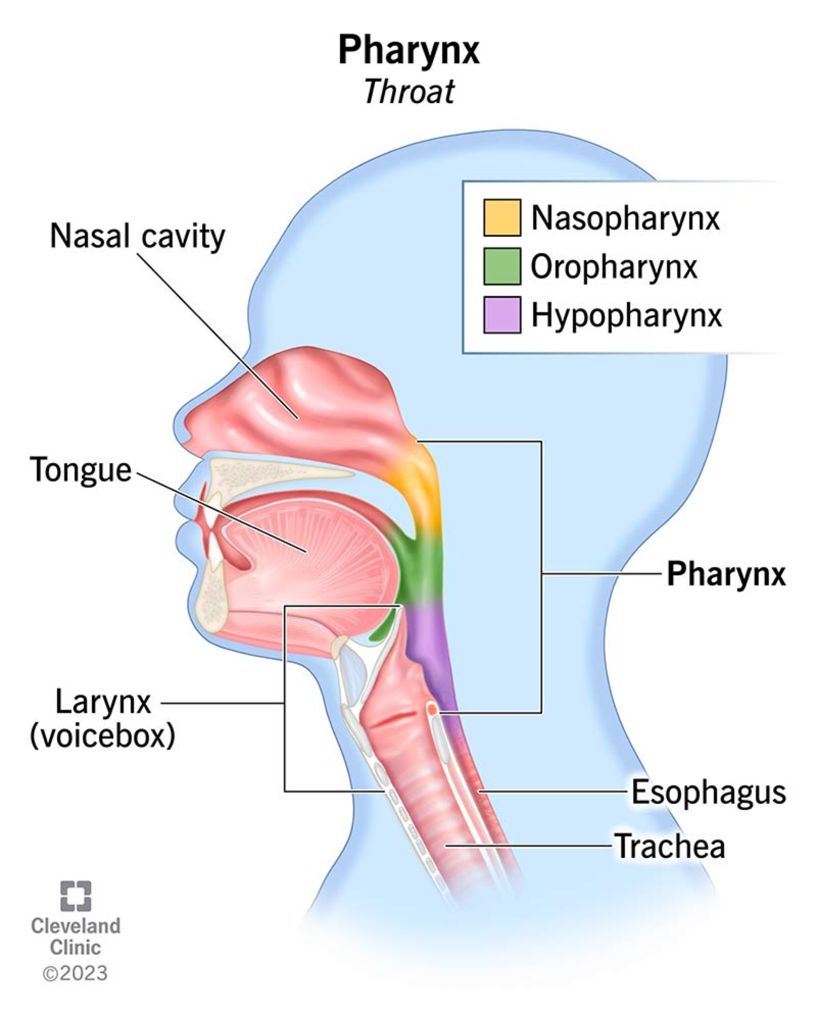 <p>NASOPHARYNX - behind nasal cavity</p><ul><li><p>Air passage only</p></li><li><p>contains pharyngeal tonsils to trap pathogens</p></li><li><p>Connects Eustachian tubes - ear pressure</p></li><li><p>Uvula and soft palate close when swallowing</p></li></ul><p>OROPHARYNX - Behind Mouth</p><ul><li><p>Air + food passage</p></li><li><p>Palatine and lingual tonsils for immune defence</p></li><li><p>Lined with stratified squamous epithelium for friction protection</p></li></ul><p>LARYNGOPHARYNX - behind larynx</p><ul><li><p>Air and food pathway</p></li><li><p>Opens anteriorly into larynx, posteriorly to esophagus</p></li></ul><p></p>