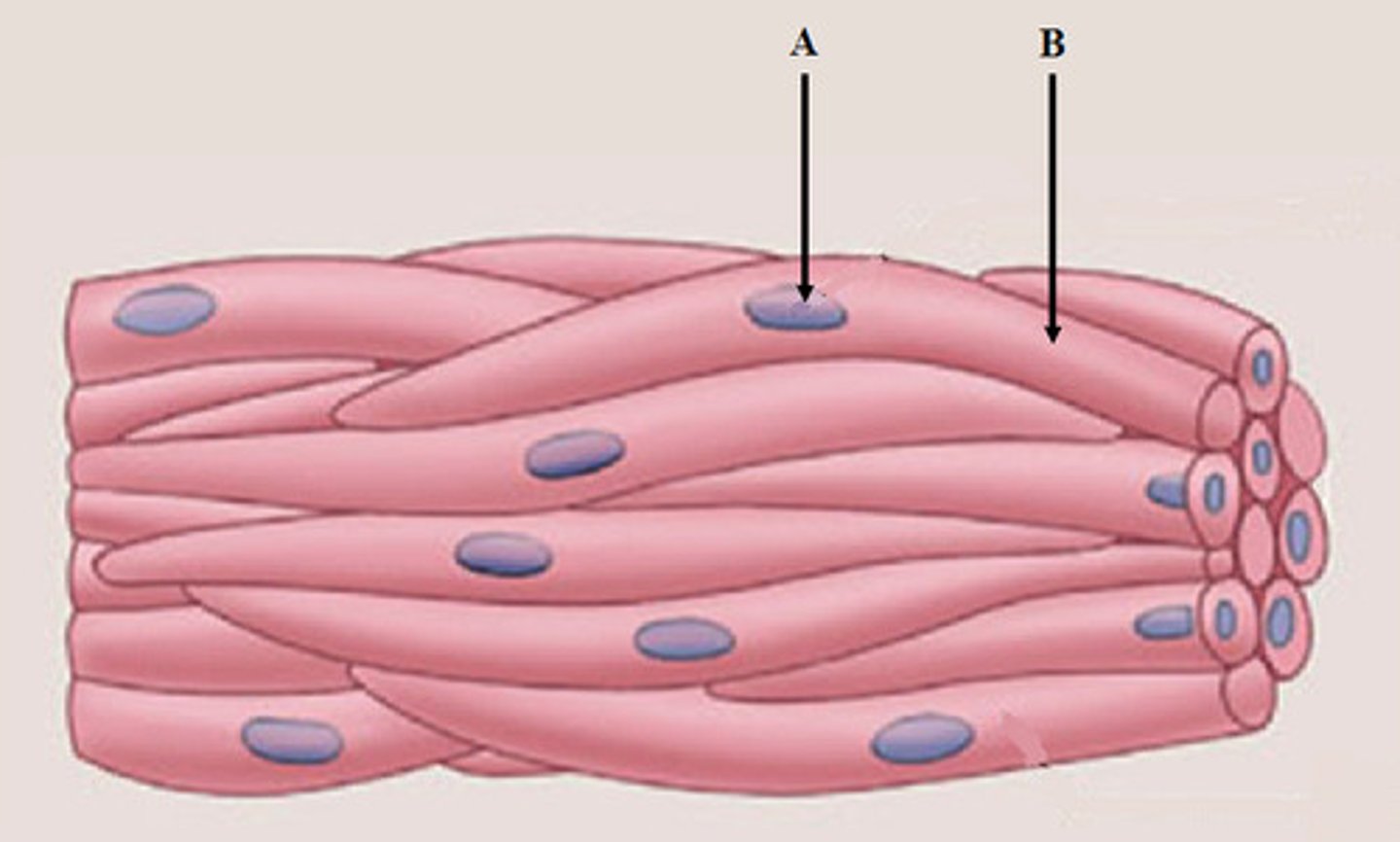 <p>type of structure? {A}</p>