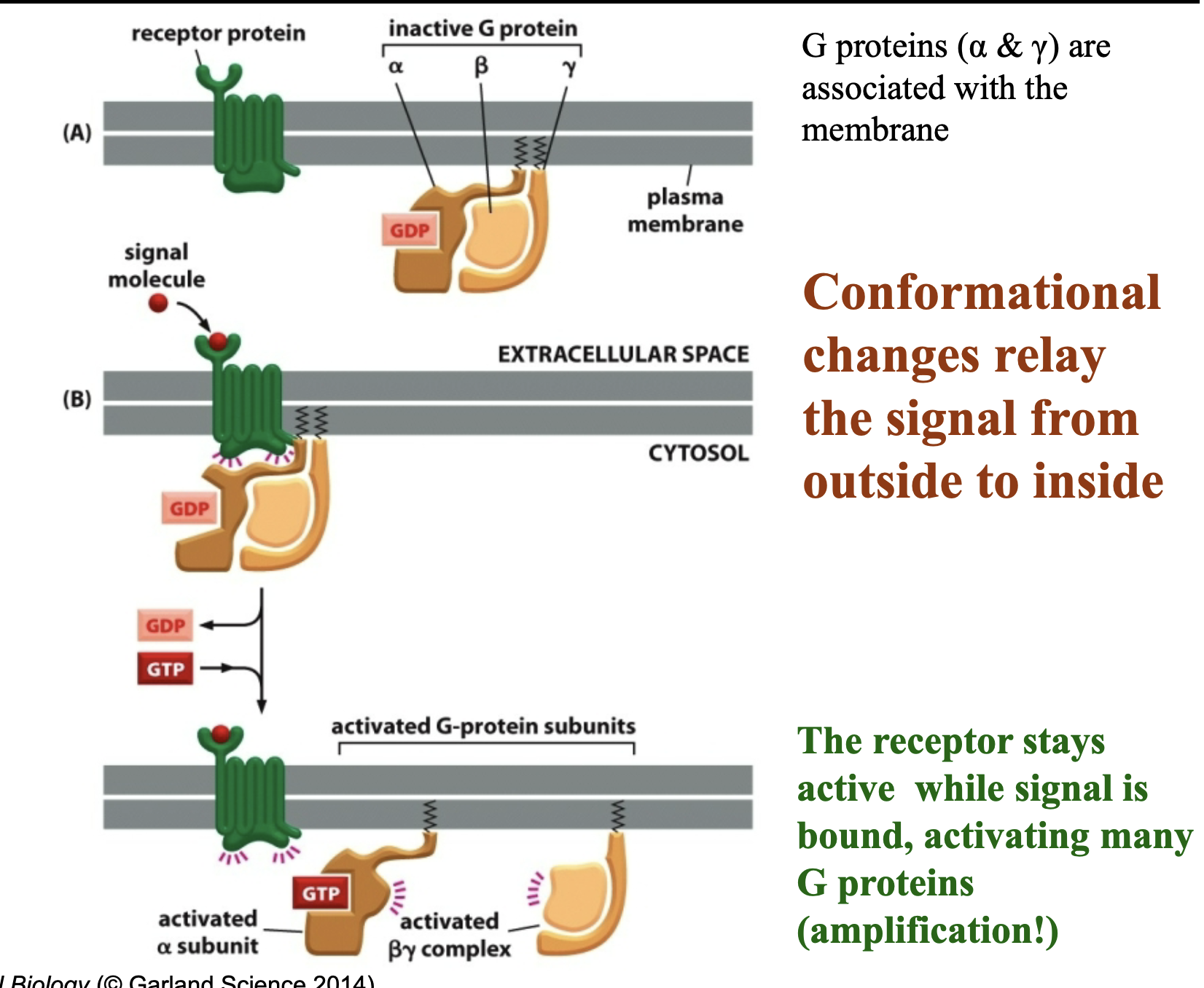 <ol><li><p>Ion channel, example = ligand gated channel, needs ligand to change shape conformation. </p></li><li><p>G- protein receptor is where most drugs work!!! ( you also have organ receptors than have been discovered but dont know yet what they do), the G-protein receptor is a 7 pass transmembrane proteins, and its a trimeric protein = meaning its conformed of 3 parts = a,B,y, which are lipid linked into the membrane. </p></li></ol><ul><li><p>when a and GTP  are separate from By, the G protein is ON. </p></li><li><p>and when you have GDP and all 3 subunits united the G protein is OFF. </p></li></ul><p>- way it works = signal molecule comes and binds into the GPCReceptor, like a lock and key, which turns G protein on, then G protien releases GDP, separates from By and takes on GTP. </p><ul><li><p>1 signal molecule can activate many g-proteins = amplify effect. </p></li><li><p>G protein hydrolizes itself by turning GTP to GDP and turning itself off. this works by having the target protein attaching to a which then hydrolizes and turns GTP => GDP which turns the g protein off and gets the 3 subunits back together. ( slide in the next flashcard) </p></li></ul><p></p>