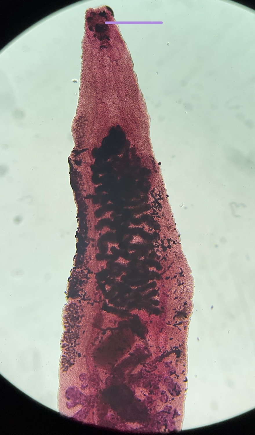 <p>What is this structure</p>