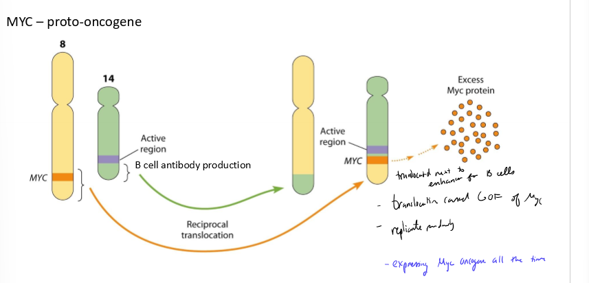 <ul><li><p>move chromosome pieces to a more active/inactive gene expression region</p><ul><li><p>ex. proto-oncogene reciprocally translocated with another gene next to the enhancer. translocation causes GOF, overexpressing oncogene </p></li><li><p>ex. chromosome breaks in tumor suppressor enhancer, gene doesn’t get expressed</p></li></ul></li><li><p>fusion gene - chromosome breaks and during repair joins part of one gene to part of another gene. The new hybrid gene may make an abnormal protein that promotes cancer</p><ul><li><p>ex. overactive kinase activates everything</p></li></ul></li></ul><p></p>