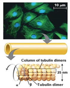 <p>What part of the Cytoskeleton is this (blue is nucleus)</p>