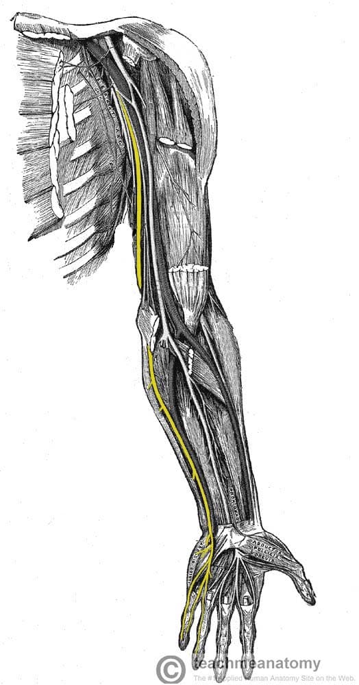 <p>a major upper-limb nerve controlling hand muscle movement and finger sensation, famously known for passing near the "funny bone" at the elbow. It originates from the brachial plexus (cervical roots C8 and T1), travels down the inner arm, passes through the cubital tunnel at the elbow, and extends through Guyon's canal at the wrist into the hand</p>