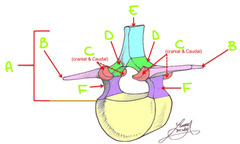 <p>D</p>
