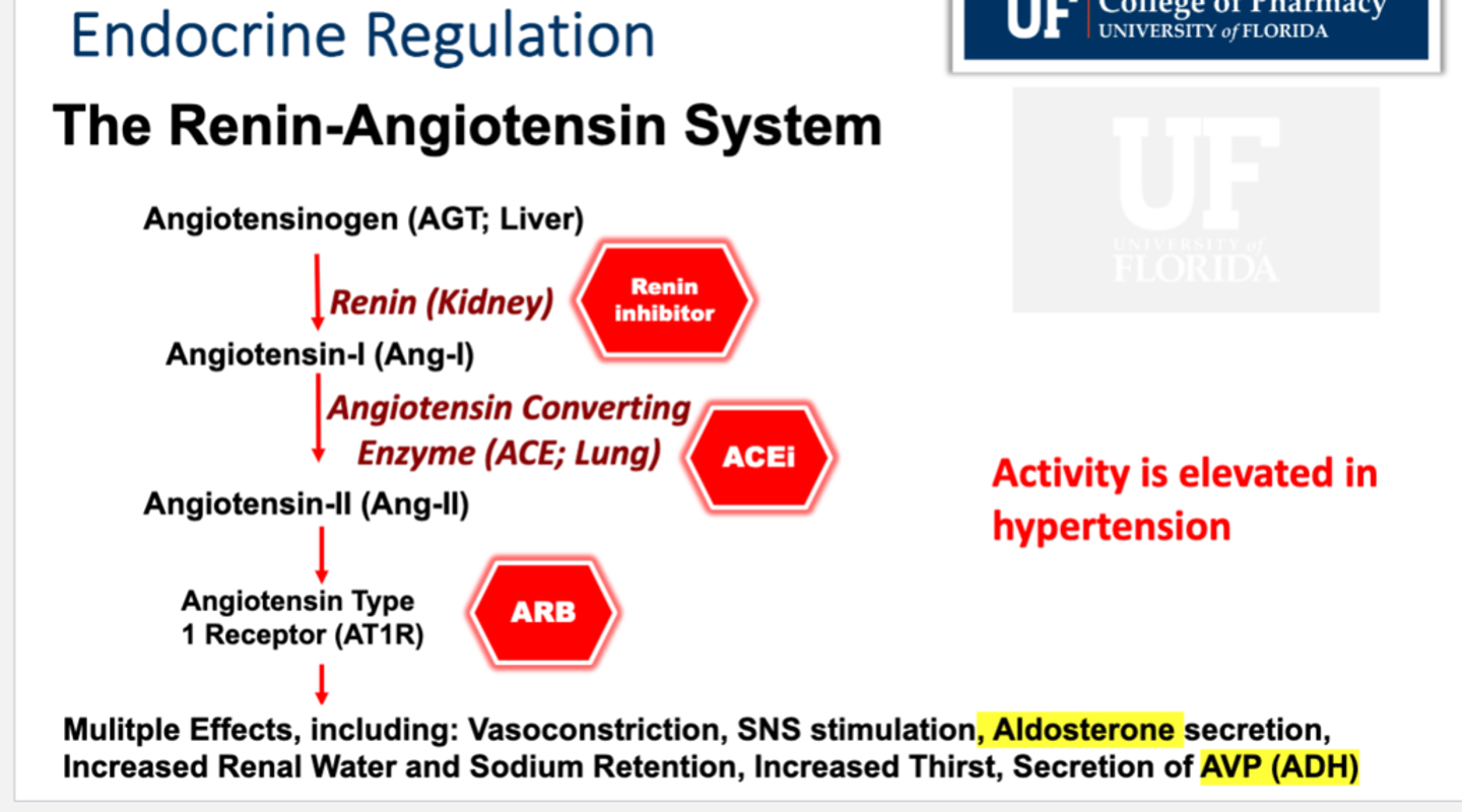 <p>Angiotensinogen (AGT; Liver) -Renin→ Angiotensin-I (Ang-i) -Angiotensin Converting Enzyme (ACE; Lung)→ Angiotensin-II (Ang-II) → Angiotensin Type 1 Receptor (AT1R) → Multiple effects include: </p><p>• Vasoconstriction</p><p>• SNS simulation</p><p>• Aldosterone secretion</p><p>• Increased Renal Water and Sodium Retention</p><p>• Increased Thirst</p><p>• Secretion of AVP (ADH) </p>
