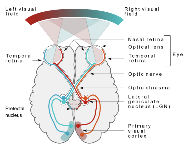 <p>Contralateral organization (in terms of vision)</p>