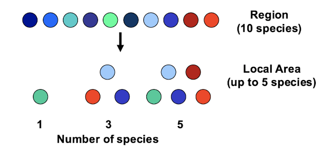 <p>a more diverse community has a greater chance of containing a species with a big effect</p>