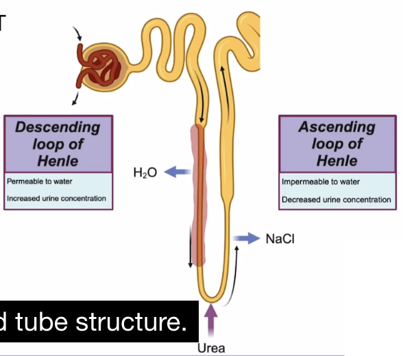 <p>After proximal convoluted tubule, it is the nephron tube that descends into the kidney medulla and exists between the convoluted tubules </p><p>Contains a descending and ascending limb</p>