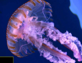 <p><em>Pelagia noctiluca</em></p><p>Taxonomia:</p><ul><li><p>Filo: Cnidario</p></li><li><p>Subfilo: Medusozoa</p></li><li><p>Clase: Escifozoos</p></li><li><p>Orden: Semaestomados</p></li><li><p>Género: Pelagia</p></li></ul><p></p>