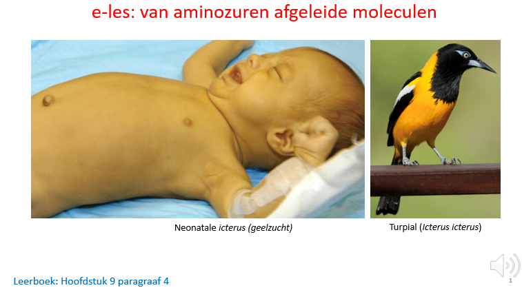 <p><span>We gaan het hebben over moleculen die afgeleid zijn van de AZ’en.</span></p><p style="text-align: left;"><span><br></span></p><p style="text-align: left;"><span>We zien een baby met neonatale icterus (dus onmiddellijk na de geboorte ontstaan).</span></p><p style="text-align: left;"><span>We zien dat die gele kleur ook in het dierenrijk bestaat en dat er ook met de term icterus naar verwezen wordt.</span></p>