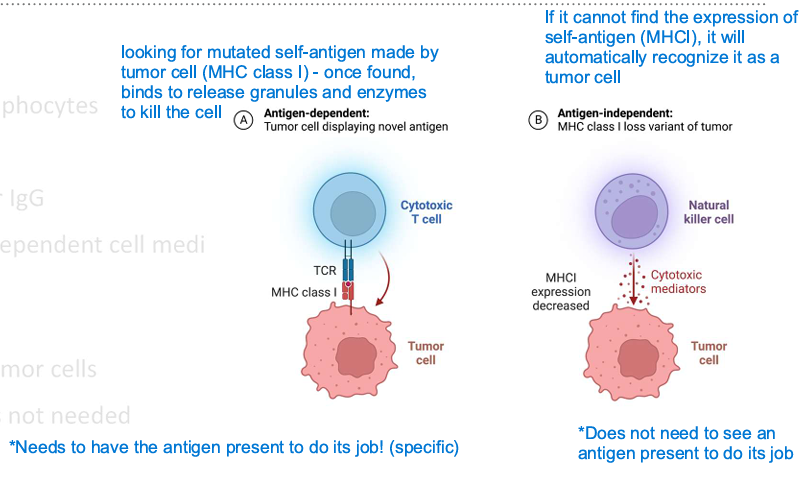 <p>antigen; self</p>