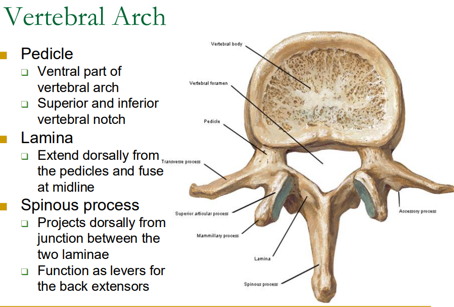 <ul><li><p>pedicle (ventrally) - form sup/inf vertebral noches ‘walls of house’</p></li><li><p>lamina (dorsal) ‘roof of house’</p></li><li><p>spinous process (project from where lamina join)</p></li></ul><p></p>