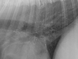 <p>Bronchial mineralization</p><ul><li><p>has shape</p></li><li><p>more compact ill-defined nodule and or margination of the lungs</p></li></ul><p></p>