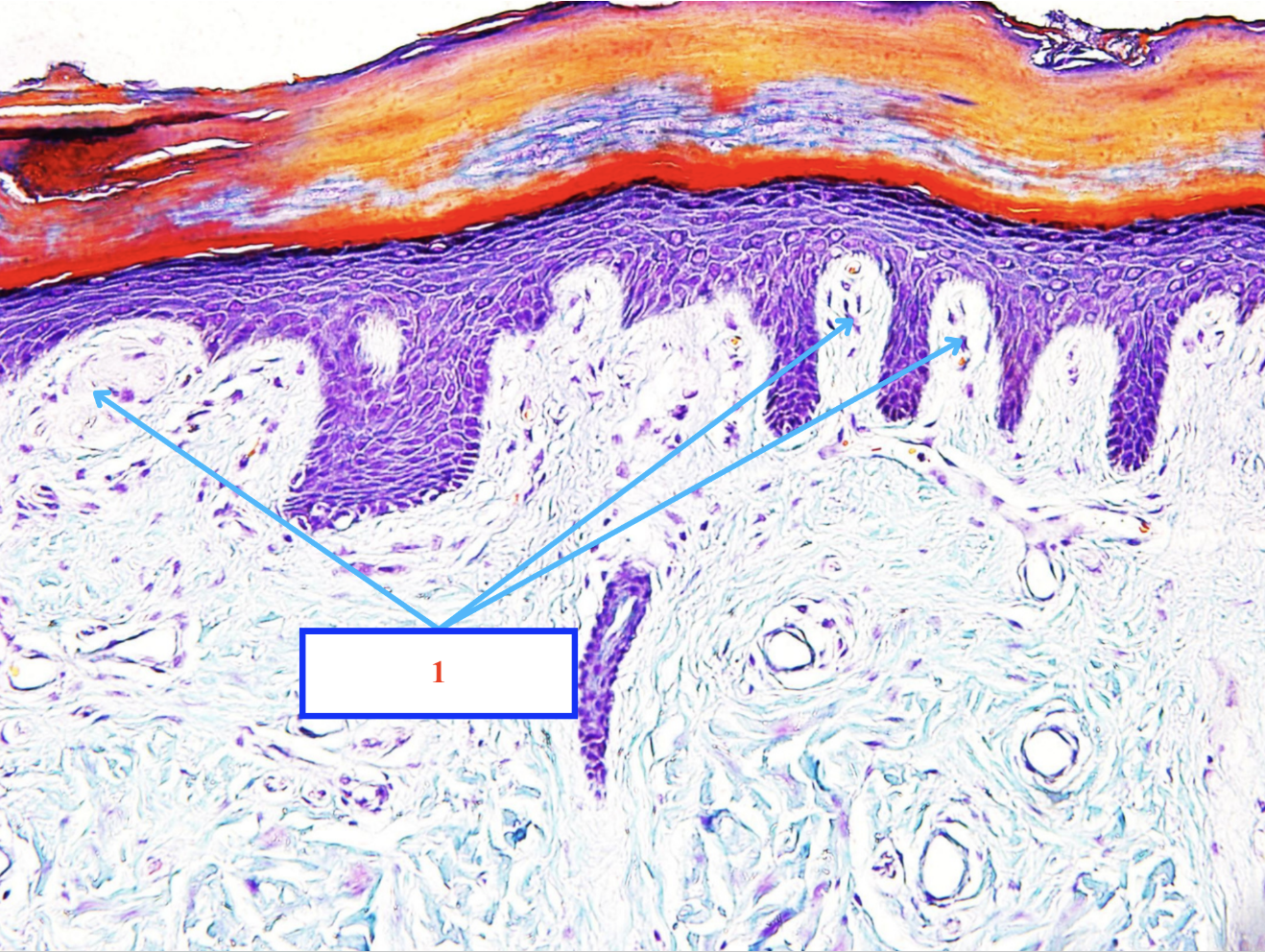 <p>Cấu trúc gì ?</p>