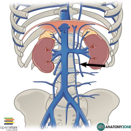 <p><span>drains deoxygenated blood from the gonads (testes in males, ovaries in females). On the right side, it usually empties directly into the </span><a target="_blank" rel="noopener noreferrer nofollow" class="link" href="chatgpt://generic-entity?number=0" data-prevent-progress="true"><u><span>inferior vena cava</span></u></a><span>, while on the left side, it typically drains into the </span><a target="_blank" rel="noopener noreferrer nofollow" class="link" href="chatgpt://generic-entity?number=1" data-prevent-progress="true"><u><span>left renal vein</span></u></a><span>.</span></p>