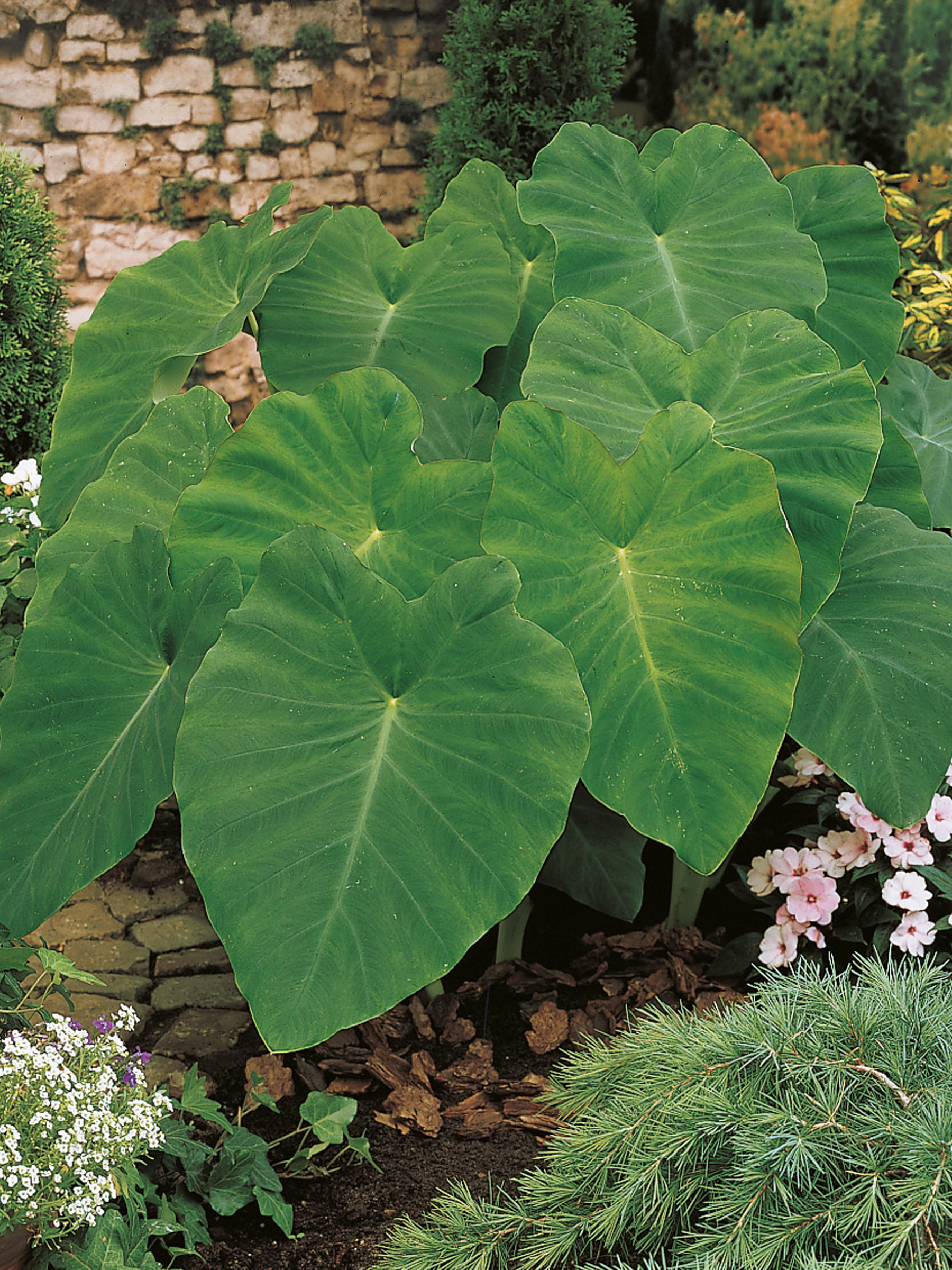 <p>Araceae</p><p>cordate ear</p><p>leaves droop down</p><p>flat veiny front of leaf</p><p>blooms more often than alocasia</p>