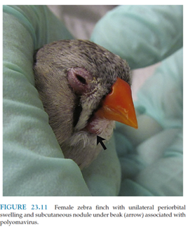 <p>Avian polyomavirus</p>