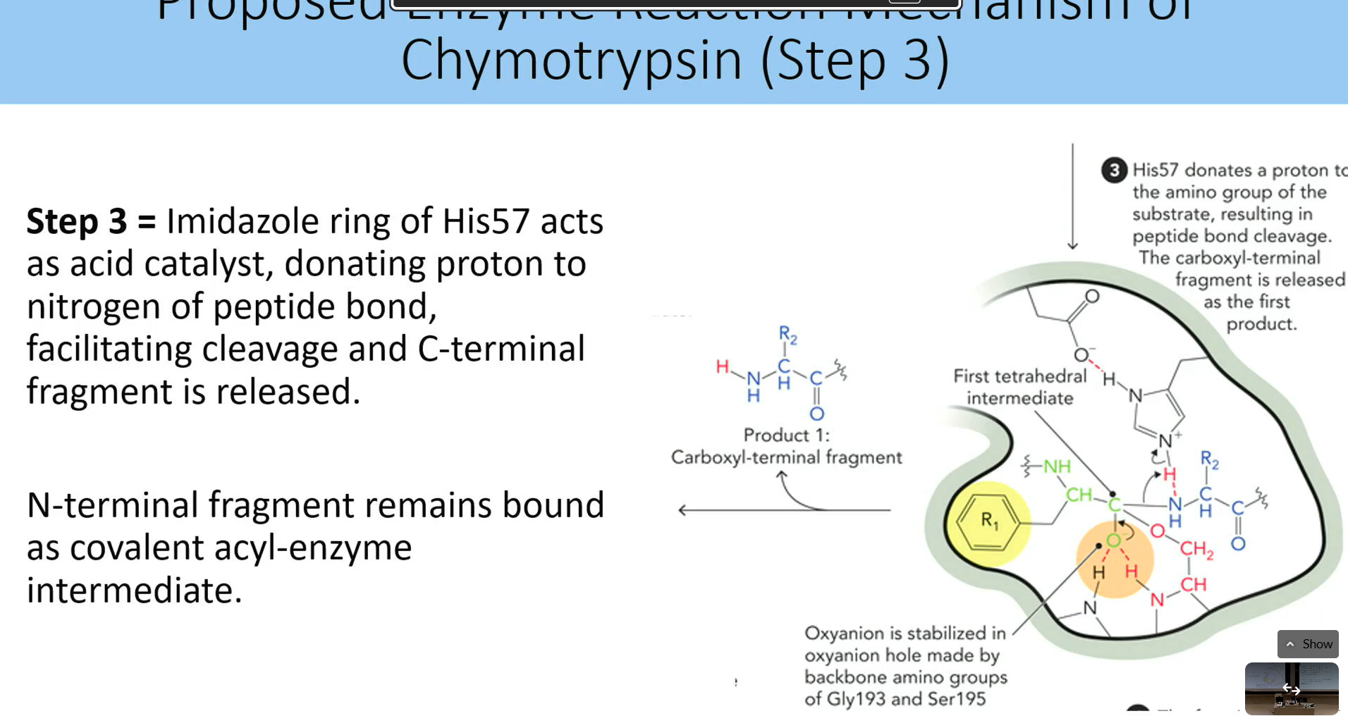 <p>imiidole ring of his57 → acid catalys → donates proton to N of peptide bond → cleaves - > c terminal is released</p><ul><li><p>n terminal frag remains bound as covalent acyl-enzyme intermediate</p></li></ul><p></p>