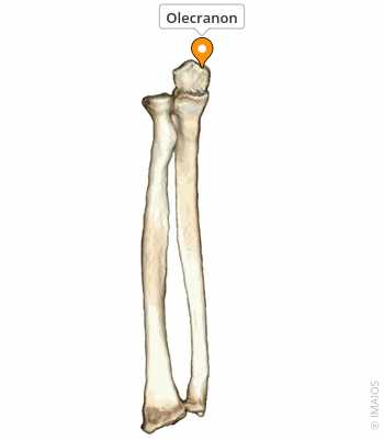 <p>large projection on the proximal, posterior surface of the ulna; forms the point of the elbow and is an attachment for the triceps brachii muscle</p>