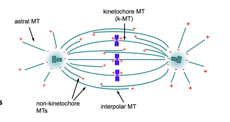 <p>All</p><ul><li><p>- ends focused at the spindle poles</p></li><li><p>typically set up by the centrosomes</p></li></ul><p>BUT differ in regard to <strong>oreientation</strong>:</p><ol><li><p>Kinetochore MTs (kMTs)</p><ul><li><p>interact with kinetochores of mitotic chromosomes</p></li></ul></li><li><p>Interpolar MTs</p><ul><li><p>non-kinetochore MTs</p></li><li><p>interact at overlaps with non-kinetochore MTs emanating from the opposite pole</p></li><li><p>become cross-linked generating the spindle mid-zone</p></li></ul></li><li><p>Astral MTs (aMTs)</p><ul><li><p>extend toward the cell cortex</p></li></ul></li></ol><p></p>