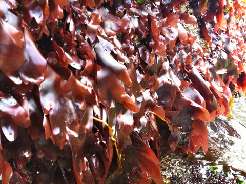 <p>Dulse Seaweed </p>