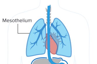 <p><strong>Simple squamous</strong> epithelium that lines the ventral body cavities and covers the organs within them.</p>