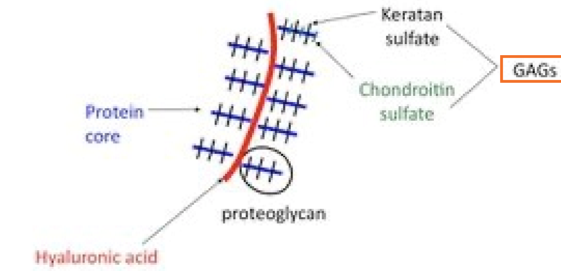 <p><span>Long polysaccharides composed of amino sugars and uronic acid</span></p>
