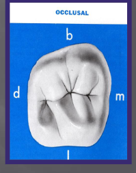 <p>Smaller M-D diameter</p><p>Same BP diameter</p><p>More supplemental grooves/pits</p>