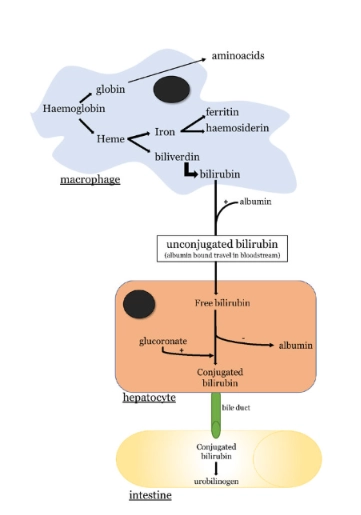 <p>In the blood bilirubin loosely attaches to <strong>albumin.</strong></p><ul><li><p>Here it is called <strong><em>free</em> or <em>unconjugated</em> bilirubin</strong>.</p></li><li><p>At this stage it can not be removed by the kidneys as is not very water soluble while it’s attached to albumin</p></li></ul><p>To become more water soluble it travels to the liver, where hepatocytes take it up, detach it from albumin.</p><ul><li><p>It is then attached (<em>conjugated</em>) to <strong>glucuronic acid.</strong></p><ul><li><p>This makes the bilirubin more water-soluble.</p></li><li><p>It is now called <strong><em>conjugated bilirubin</em></strong></p></li></ul></li></ul><p>The conjugated bilirubin is then excreted in the <strong>bile.</strong></p><ul><li><p>It passes through the bile duct, and enters the small intestine.</p><ul><li><p>In the intestine, it is converted by bacteria into a group of colourless compounds called <strong><em>urobilinogens</em>.</strong></p></li></ul></li><li><p>Some of these are reabsorbed into the blood and then excreted in the <strong>urine</strong>, where they are oxidised to give urine its yellow-brown colour.</p></li><li><p>Others pass through the intestine to be excreted in the faeces.</p><ul><li><p>In the <strong>faeces</strong> urobilinogens are converted to <strong><em>stercobilin</em></strong>, which gives faeces their brown colour.</p></li></ul></li></ul><p></p>