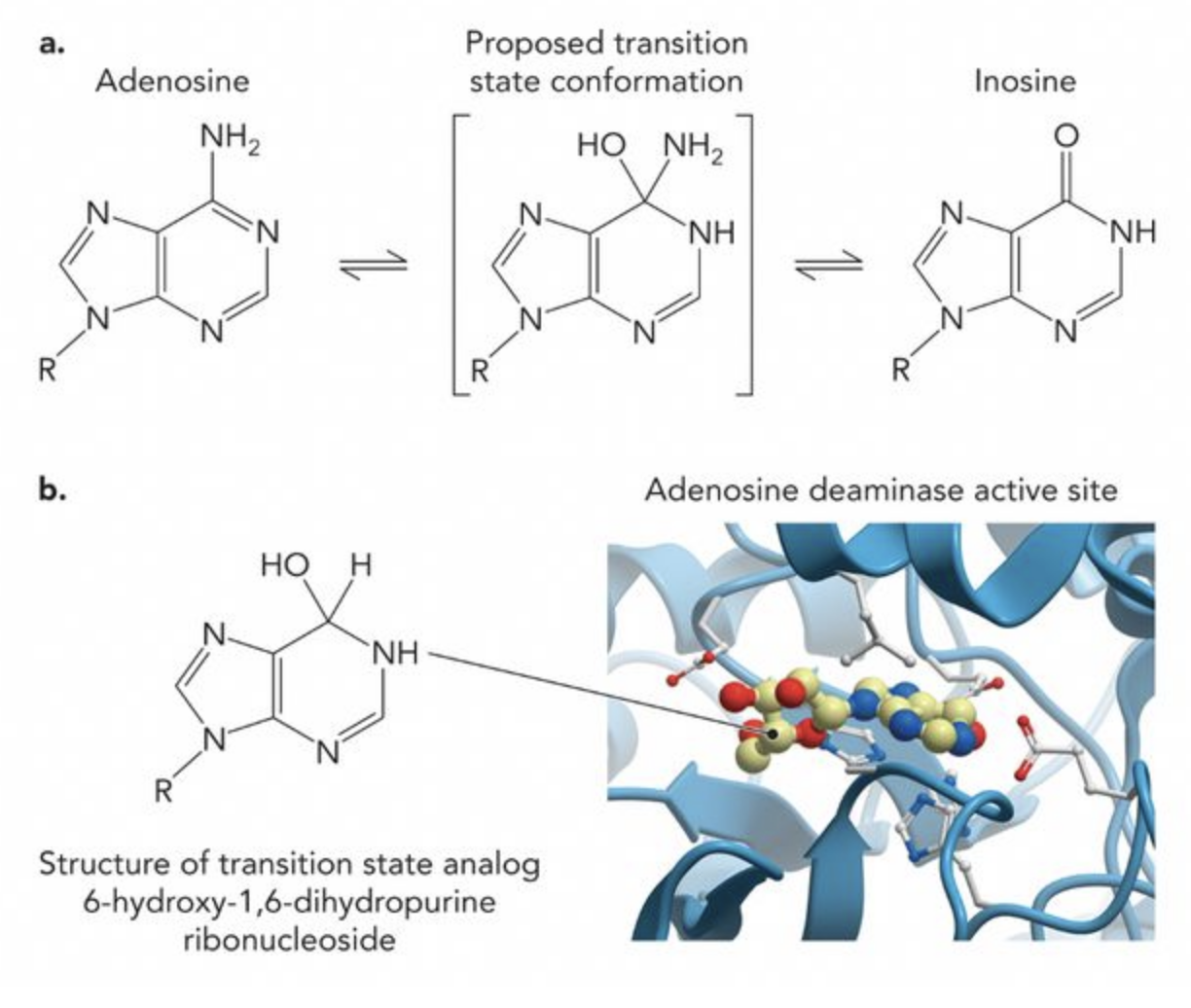 <p>Why does it make sense that small molecules functioning as inactive transition state analogs are the most effect enzyme inhibitors?</p>
