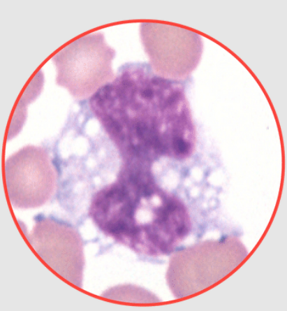 <p>What species does this monocyte belong to? canine, equine, feline, or bovine?</p>