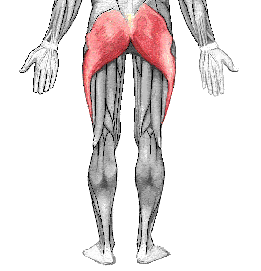 <p>gluteal</p>