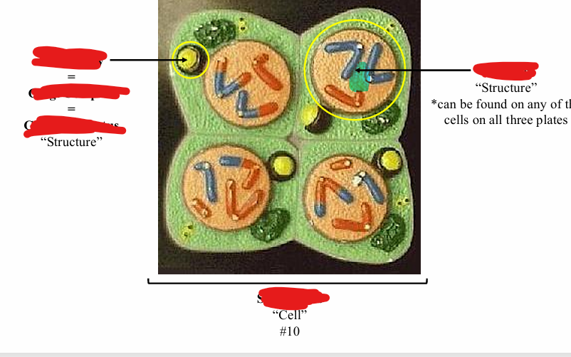 <p>Name the structure </p>