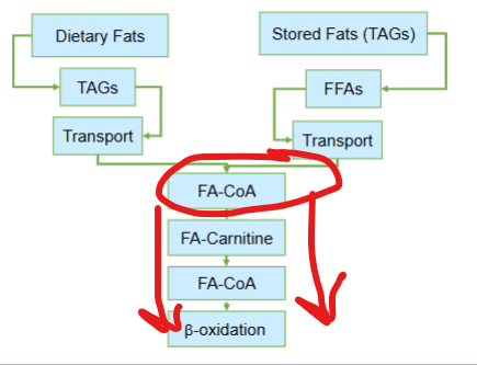 <p>What does the conversion of fatty acids to fatty acyl-CoA  do </p>