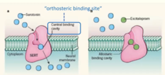 <p>The R enantiomer binds similarly to the allosteric site as escitalopram but binds much weaker to the orthosteric site, competing with escitalopram and reducing its efficacy—explaining why pure S-enantiomer escitalopram is more effective than racemic citalopram.</p>