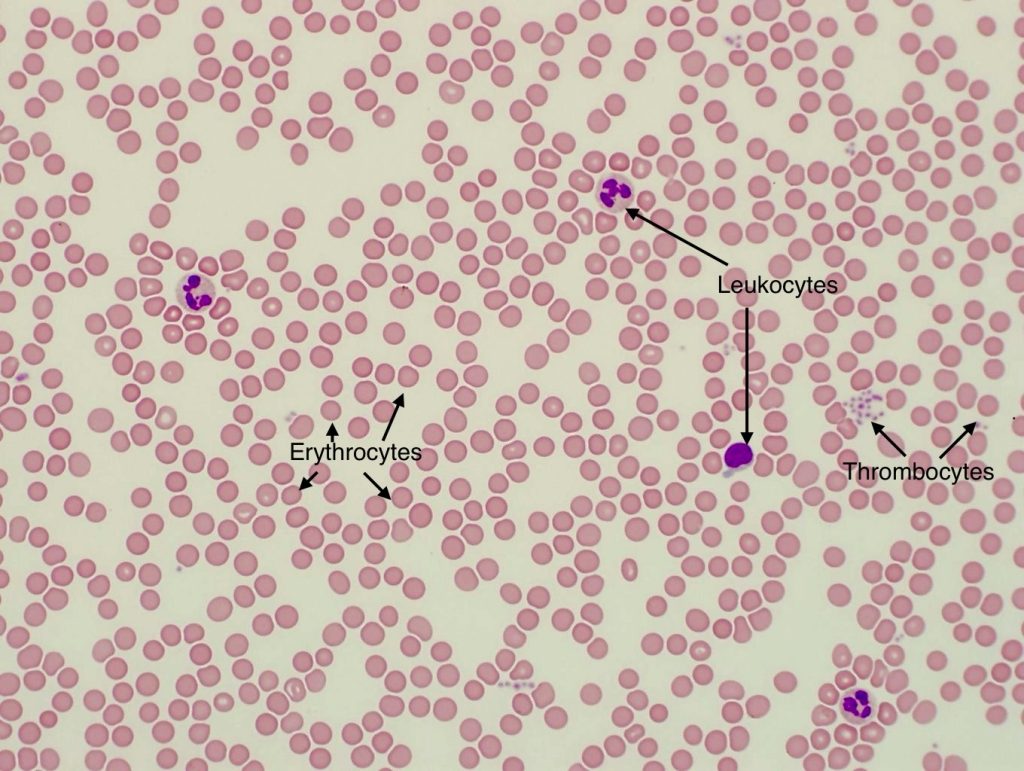 <ul><li><p><em>Characteristic Feature:</em> liquid connective tissue; erythrocytes (red), leukocytes (white), and thrombocytes (platelets); considered connective tissue</p></li><li><p><em>Cell shape/Characteristics:</em> circular, beanlike</p></li><li><p><em>Function:</em> highway of immune system carries nutrients and waste; primary means of communication between organs&nbsp;</p></li><li><p><em>Location:</em> circulatory system&nbsp;</p></li></ul><p></p>