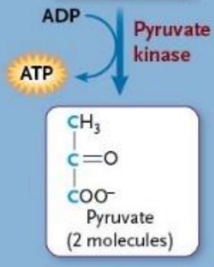 <ul><li><p>Enzyme</p></li><li><p>Takes phosphate group from high energy intermediate to form ATP</p></li><li><p>Removes 2nd and last phosphate from glucose</p></li><li><p>Creates pyruvate</p></li></ul><p></p>