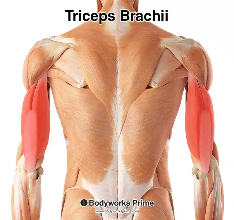 <p><strong><mark data-color="#2c3079" style="background-color: rgb(44, 48, 121); color: inherit;">Posterior: </mark></strong>Triceps brachii** → extends forearm.</p>
