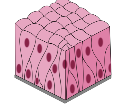 <p>-goblet cells</p><p>-Trachea,respiratory tract,sperm-carrying ducts </p>