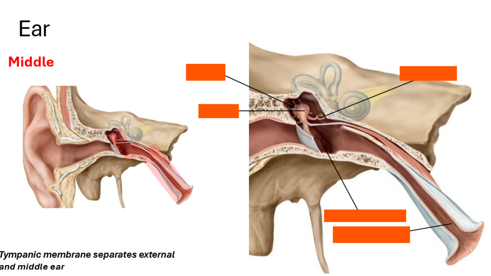 <p>Label the middle ear</p>