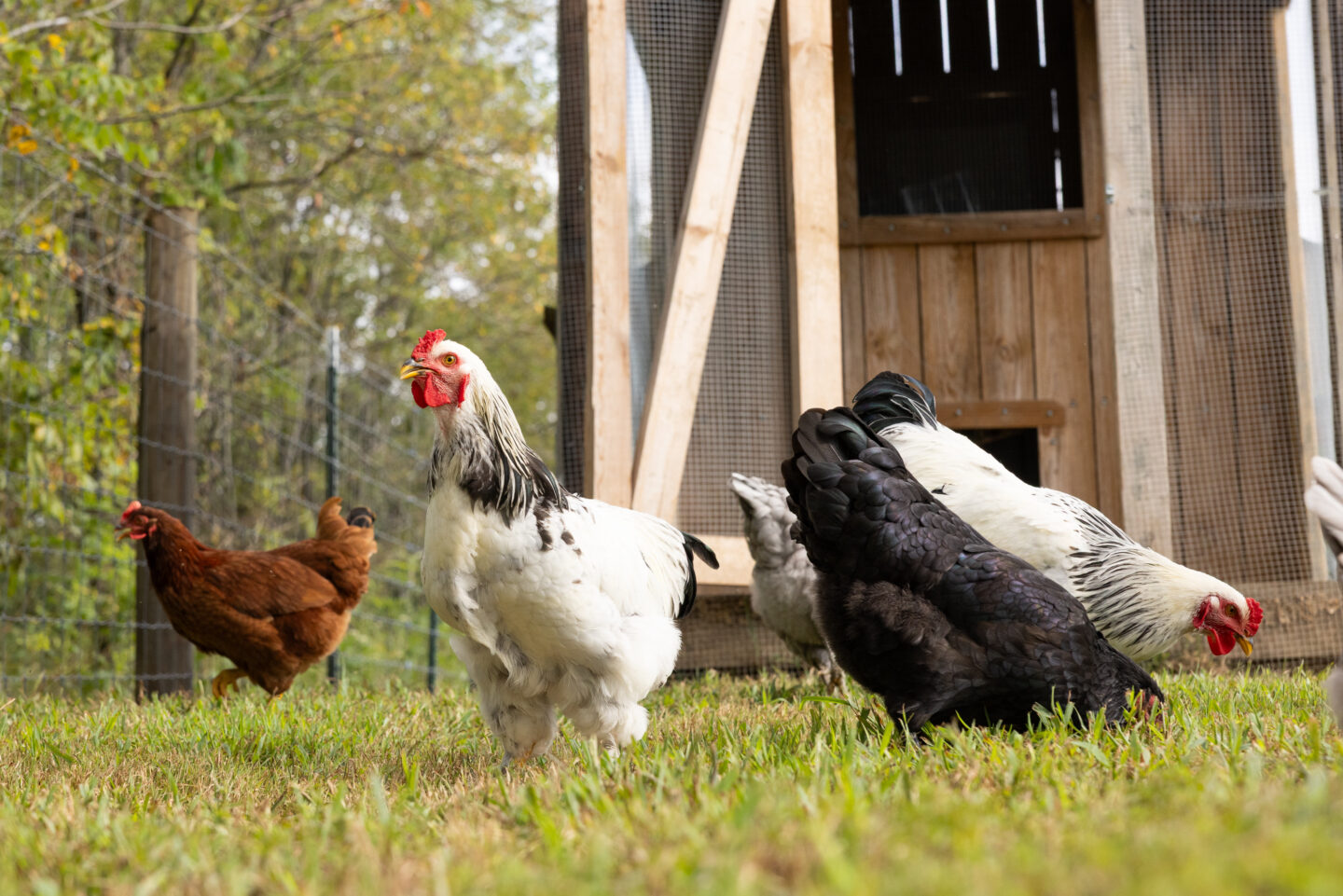 <p>poultry</p>