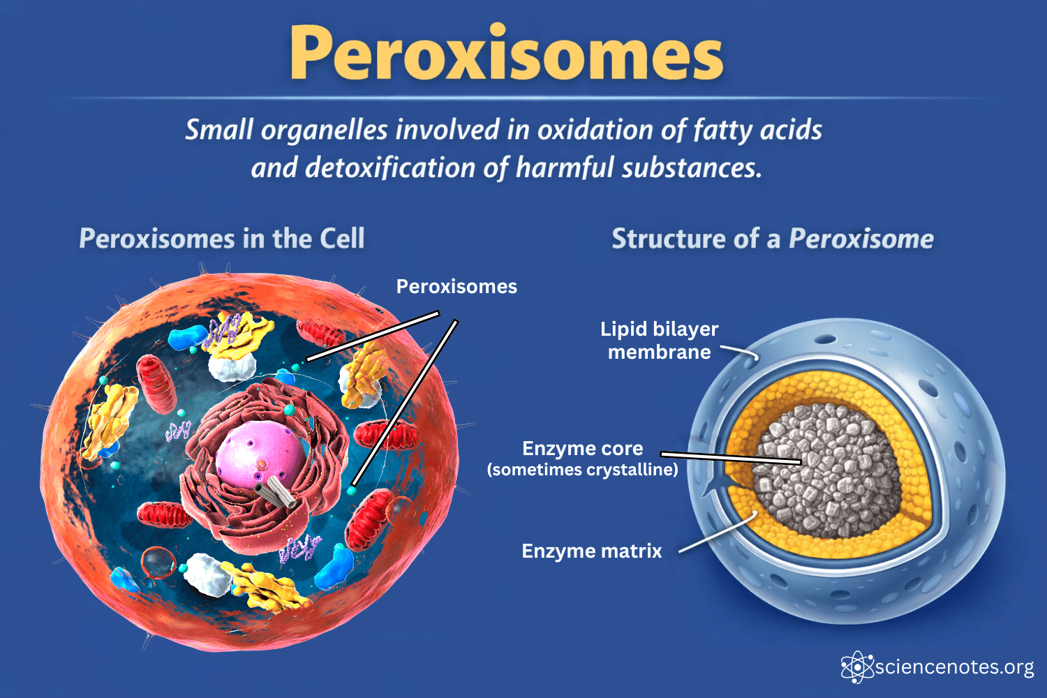 <p>Membrane-bound organelles that break down fatty acids and detoxify harmful substances using enzymes like catalase</p>