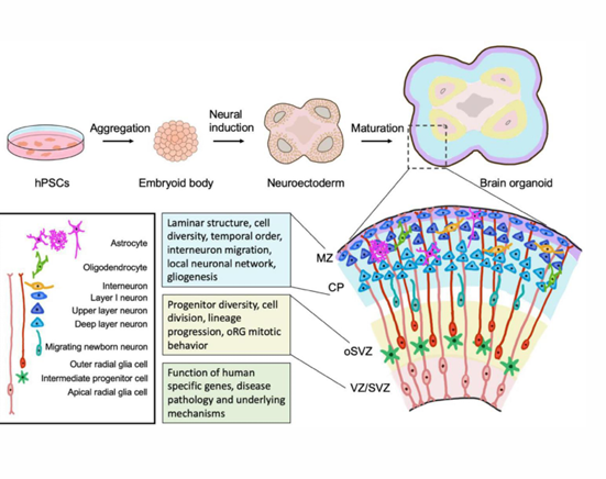 <p>rosettes = kleine breintjes in de organoids</p><p>lijken op neural tube, binnenkant ventrikel , daaromheen radio glia, daarom intermediar daaromheen pas neuronen</p>